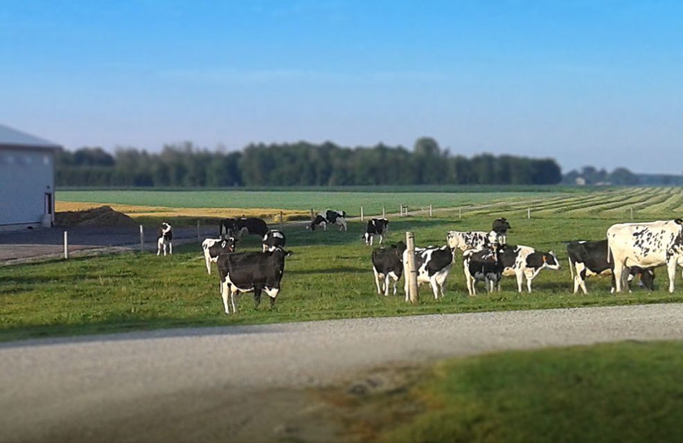 Holstein cattle on pasture.