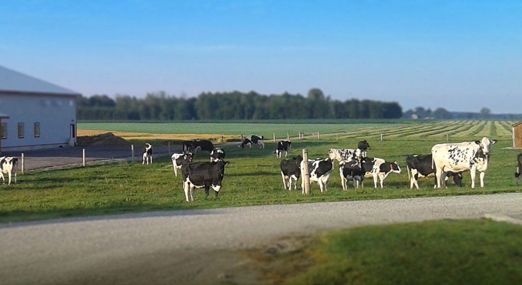 Holstein cattle on pasture.