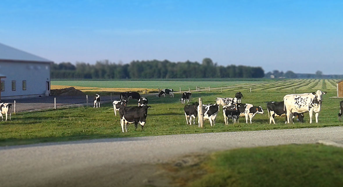 Holstein cattle on pasture.